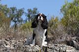 CAVALIER KING CHARLES 075